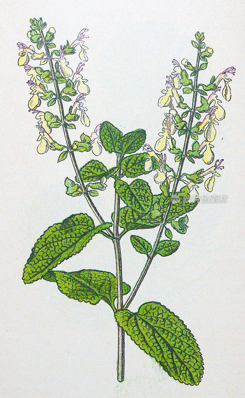 古董植物学插图:木鼠尾草，Teucrium scorodonia